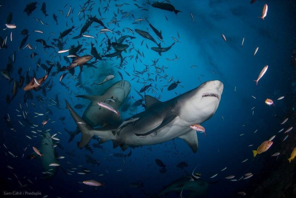 Diving Fiji