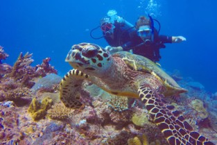 Adventure Dive Package & Stay | Mantaray Yasawa