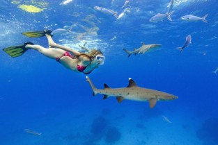  2 Day Reef Shark Snorkel Package | Kuata Island