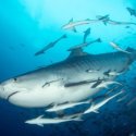 6. big tiger shark in Fiji