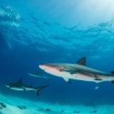 9. Shark encounter Beqa Fiji