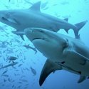 8. Ultimate shark encounter Fiji