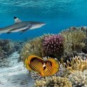 1. Corals Fiji and shark