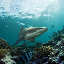 3. Sharks in the reef Fiji