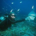 4.  Shark feeding Fiji
