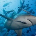 7. Shark and fish in Fiji waters