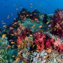 7. Reef in Fiji