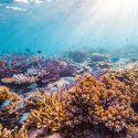 6- Coral Marine Life
