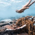 4- Snorkelling Coral