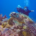 1- Divers