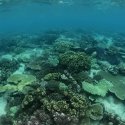 6- Reef
