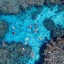 2- snorkel with sharks