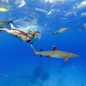 1- snorkel with sharks