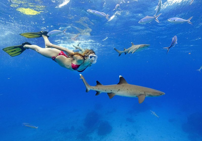 1- snorkel with sharks