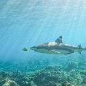 3- snorkel with sharks