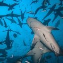 2. View from down below Fiji