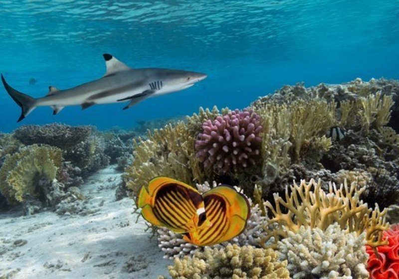 1. Corals Fiji and shark