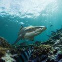 3. Sharks in the reef Fiji