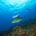 8. Fiji's Beqa lagoon underwater