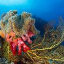 3. Soft Coral Beqa Lagoon