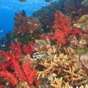 6. Colourful reef Fiji