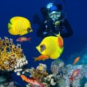 6. Diving with the sealife in Fiji
