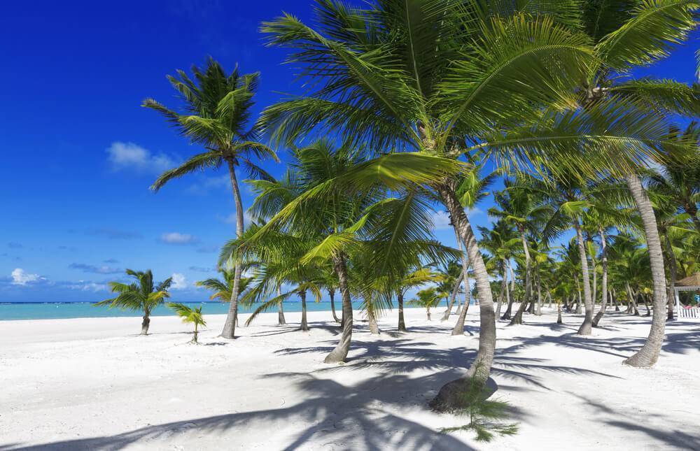 Fiji palm beach