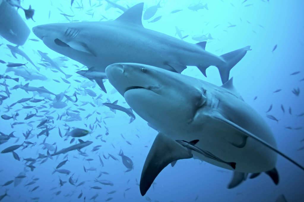 dive with Sharks in Beqa lagoon Fiji