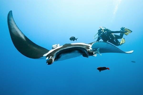 Manta and reef diving in Yasawa Islands