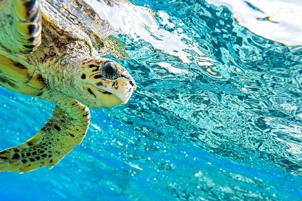 Taveuni Ocean sports diving 