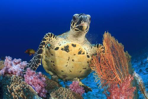 Diving places in Vanue Levu Fiji