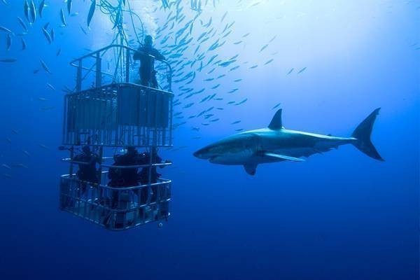 shark encounter in Fiji