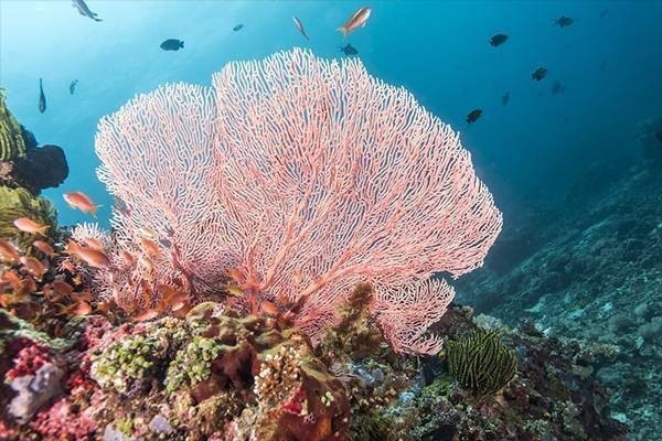 the most famous diving spots in Yasawa