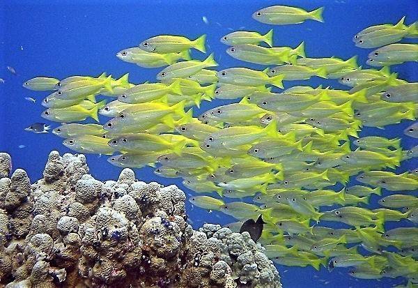 Bets Diving places in Beqa Lagoon