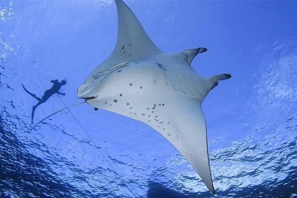 diving with manta ray's in Fiji