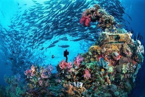 diving in Mamanuca reef