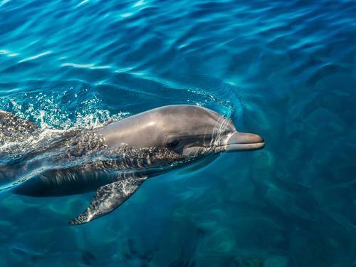 Bottlenose Dolphins in Vanua Leavu Fiji