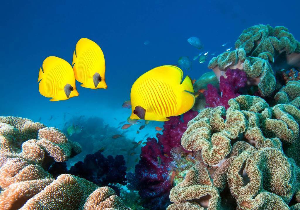 bets dive places in pacific Ocean Fiji