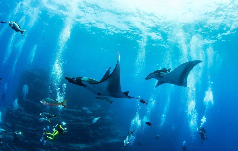 Fiji mantaray season diving dive